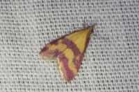 Pyrausta sanguinalis