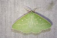 Thetidia smaragdaria