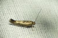 Scythris