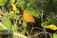 Argynnis paphia