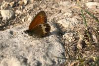 Coenonympha arcania