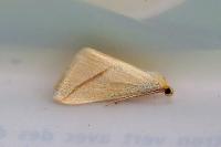 Rhodometra sacraria