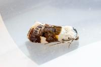 Acontia lucida