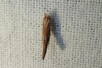 Pyroderces argyrogrammos