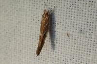 Pyroderces argyrogrammos