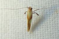 Caloptilia