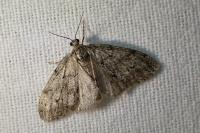 Tephronia sepiaria