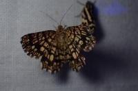 Chiasmia clathrata