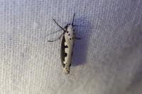 Ethmia bipunctella