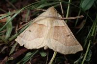 Crocallis elinguaria