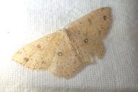 Cyclophora porata