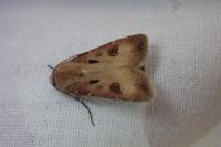 Agrotis exclamationis
