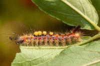 Orgyia antiqua