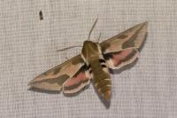 Hyles euphorbiae