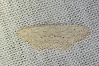 Idaea seriata