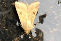 Helicoverpa armigera