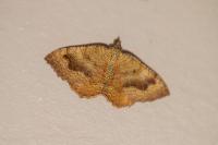 Camptogramma bilineata