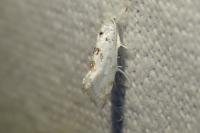 Niphonympha dealbatella
