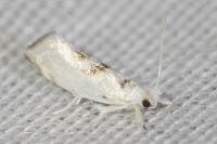 Niphonympha dealbatella