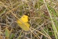 Colias crocea