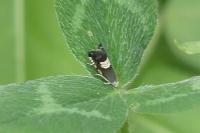 Grapholita compositella