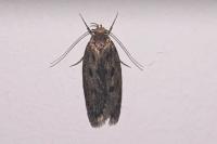 Hofmannophila pseudospretella