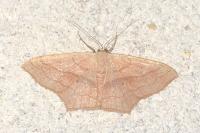 Scopula imitaria