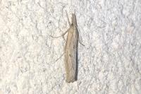 Pediasia contaminella