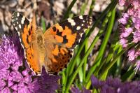 Vanessa cardui