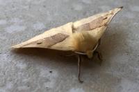 Crocallis elinguaria