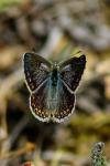 Polyommatus icarus