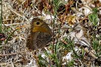 Arethusana arethusa