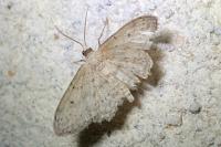 Idaea seriata