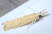 Agriphila inquinatella