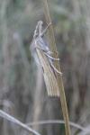 Agriphila inquinatella