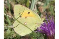 Colias crocea