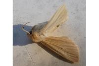 Mythimna pallens