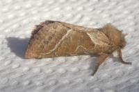 Triodia sylvina