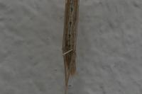 Emmelina argoteles/monodactyla