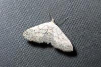 Idaea seriata