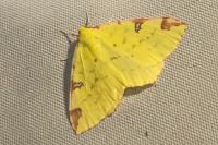 Opisthograptis luteolata