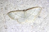 Scopula floslactata