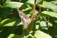 Apatura ilia