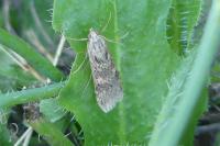 Nomophila noctuella