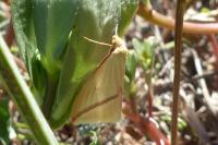 Rhodometra sacraria