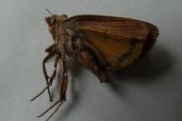 Noctua