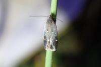 Aproaerema anthyllidella