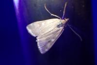 Loxostege sticticalis