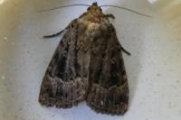 Amphipyra pyramidea