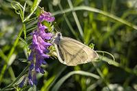 Pieris napi
